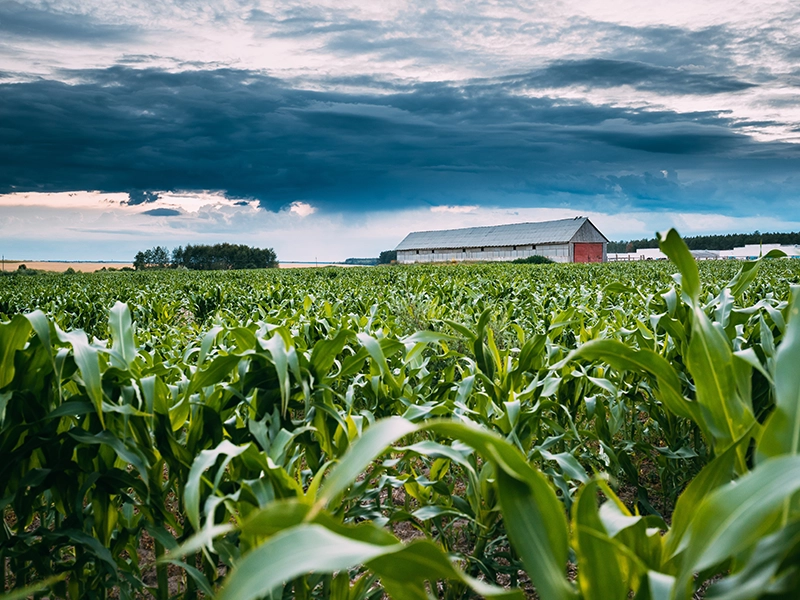 Nurturing Local Economies